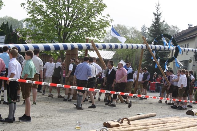 Maibaum 2013